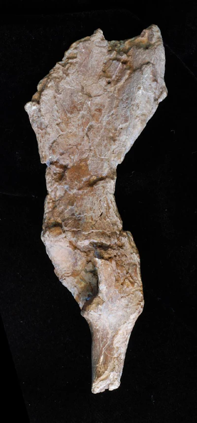 A fossil pelvis from Rudapithecus. The pelvis is among the most informative bones of a skeleton, but one that is rarely preserved.
