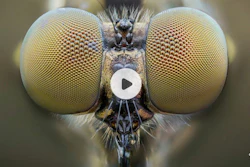 Researchers have developed compound lenses inspired by the mosquito eye.