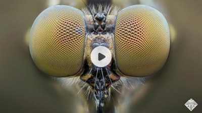 Researchers have developed compound lenses inspired by the mosquito eye.