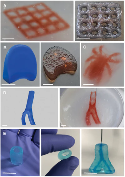 Fabrication of complex structures by SLAM using gellan. A) Intricate lattice prior to (left) and following extraction (right) from the fluid‐gel bed. B) T7 intervertebral disc as a CAD file (left) and demonstrating the printing of bulk structures with lateral (middle) and apical (right) views. C) Intricate bulk structure in the form of a gellan spider. D) Carotid artery as a CAD file (left) and during 3D printing (right). E) Tubular structure (left) demonstrating material durability (middle) and perfusibility. Scale bars = 10 mm.
