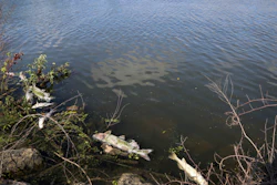 In this Thursday, Aug. 15, 2019, photo, several dead fish float along the bank of Burns Ditch near the Portage Marina in Portage, Ind.