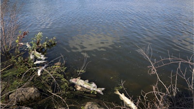 In this Thursday, Aug. 15, 2019, photo, several dead fish float along the bank of Burns Ditch near the Portage Marina in Portage, Ind.