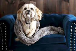 This photo provided by Pottery Barn shows the company's Chesterfield Pet Bed. No longer are furniture companies content to offer you staples like a sofa, easy chair and bed. Now they have those items for your pet, too, designed not to clash with the rest of your decor. Pottery Barn, Crate and Barrel, Ikea, Casper mattresses and other popular furniture purveyors have lines for pets, often in styles that complement their human-size living room furniture.