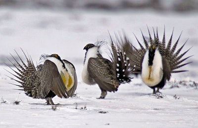 In this April 20, 2013, file photo, male greater sage grouse perform mating rituals for a female grouse, not pictured, on a lake outside Walden, Colo.