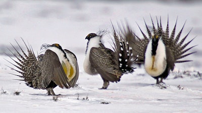 In this April 20, 2013, file photo, male greater sage grouse perform mating rituals for a female grouse, not pictured, on a lake outside Walden, Colo.