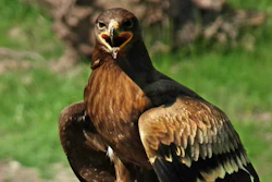 Steppe eagle, Wildpark Tripsdrill, Germany.