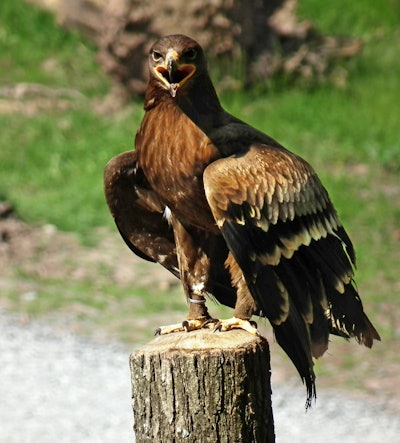 Steppe eagle, Wildpark Tripsdrill, Germany.