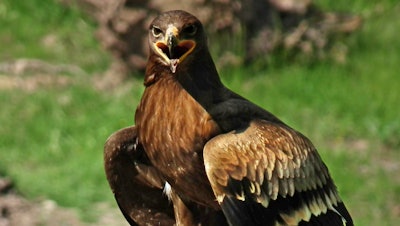 Steppe eagle, Wildpark Tripsdrill, Germany.