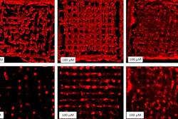 Cells spreading in a 3D scaffold -- from left to right: week 1, week 3 week 5. Top: 3D setup, bottom: one layer only.