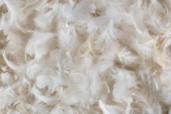 Feathers