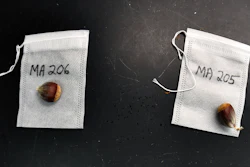 Genetically modified chestnuts are labeled, weighed and bagged before being placed into cold storage at the State University of New York's College of Environmental Science & Forestry in Syracuse, N.Y., Sept. 30, 2019.