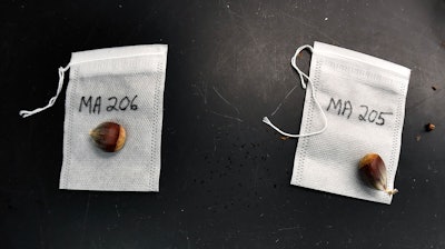 Genetically modified chestnuts are labeled, weighed and bagged before being placed into cold storage at the State University of New York's College of Environmental Science & Forestry in Syracuse, N.Y., Sept. 30, 2019.