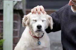 In this Monday, Nov. 11, 2019 photo, University of Washington School of Medicine researcher Daniel Promislow, the principal investigator of the Dog Aging Project grant, rubs the head of his elderly dog Frisbee at their home in Seattle. Can old dogs teach us new tricks? Hoping to shed light on human longevity, scientists need 10,000 pet dogs for the largest-ever study of healthy aging in canines.