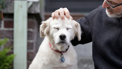 In this Monday, Nov. 11, 2019 photo, University of Washington School of Medicine researcher Daniel Promislow, the principal investigator of the Dog Aging Project grant, rubs the head of his elderly dog Frisbee at their home in Seattle. Can old dogs teach us new tricks? Hoping to shed light on human longevity, scientists need 10,000 pet dogs for the largest-ever study of healthy aging in canines.