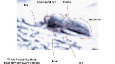 A specimen whose head appears to have turned in the direction of the camera. Based on the scale provided in the photo from which this was extracted, this individual is estimated to be approximately 20 inches long.