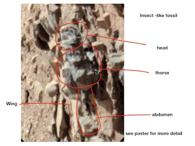 Putative fossil insect on its dorsum with head to the top, and with selected structures labelled.