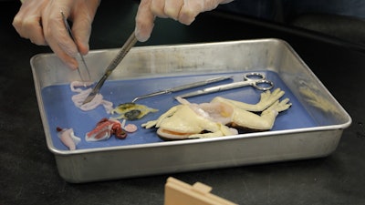 Students from J.W. Mitchell High School in New Port Richey, Florida participate in the first-ever SynDaver Synthetic Frog dissection Wednesday. The SynFrog is expected to eventually replace dead frogs for use in dissections at schools nationwide.