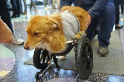 Louie walks with the assistance of a cart UW-Madison students modified for him.