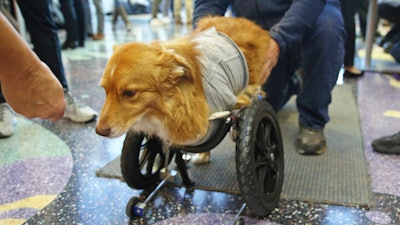 Louie walks with the assistance of a cart UW-Madison students modified for him.
