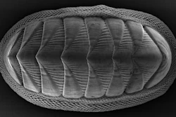 The chiton mollusk, which is about 1 to 2 inches long, has a series of eight large plates and is ringed by a girdle of smaller, more flexible scales.