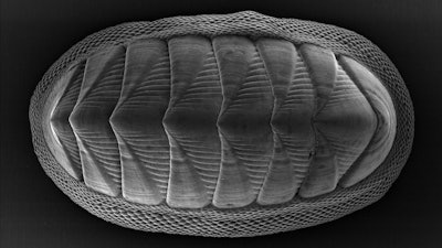 The chiton mollusk, which is about 1 to 2 inches long, has a series of eight large plates and is ringed by a girdle of smaller, more flexible scales.