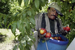In this May 13, 2004, file photo, worker Roberto Rosiles picks fruit at a Sand Hills Farms orchard in Arvin, Calif.