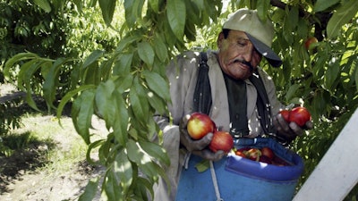 In this May 13, 2004, file photo, worker Roberto Rosiles picks fruit at a Sand Hills Farms orchard in Arvin, Calif.