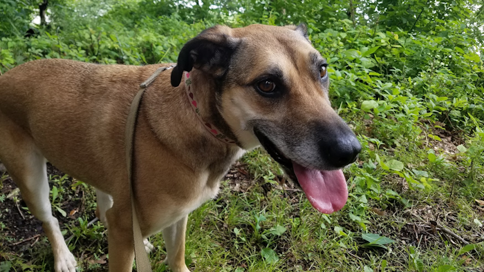 Barley on a walk, Harpers Ferry, Iowa, July 2019.