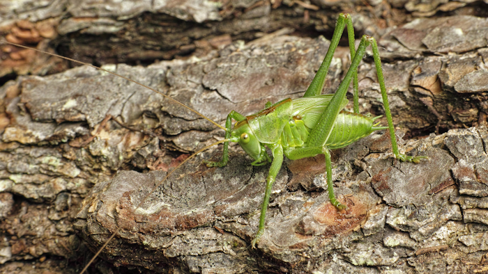 Great green bush-cricket.