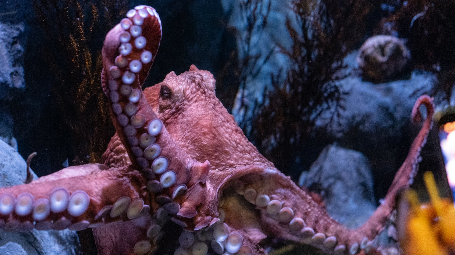 octopus deploy tentacle