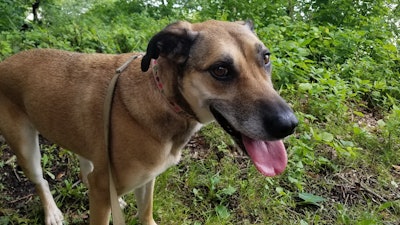 Barley on a walk, Harpers Ferry, Iowa, July 2019.