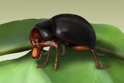 Illustration of the flea beetle species Normaltica obrieni sitting on its host fern.