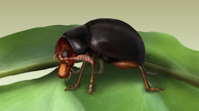 Illustration of the flea beetle species Normaltica obrieni sitting on its host fern.