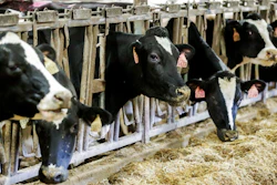 Cows stand in a barn at Rosendale Dairy in Pickett, Wis., Dec. 4, 2019.