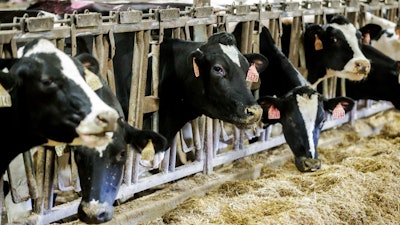 Cows stand in a barn at Rosendale Dairy in Pickett, Wis., Dec. 4, 2019.