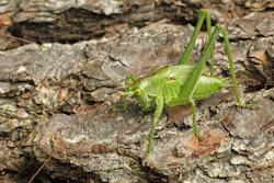 Great green bush-cricket.