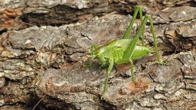 Great green bush-cricket.