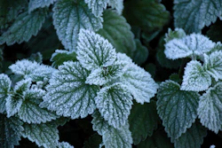 Frost forms on the convex regions of leaves, but not on the concave veins.