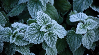 Frost forms on the convex regions of leaves, but not on the concave veins.