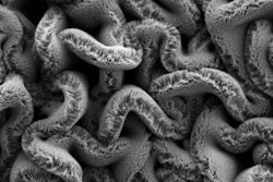 When carbon nanotube forests are placed on an elastomer substrate pre-stretched in two directions, it creates a maze of spaghetti instead of rows, improving the stretchable supercapacitor's performance.