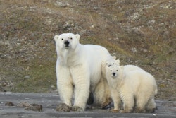 Polar bears on Wrangel Island in the Arctic Circle.
