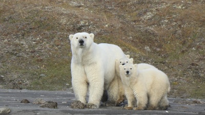 Polar bears on Wrangel Island in the Arctic Circle.