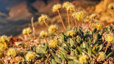 Desert wildflower Tiehm's buckwheat in the Silver Peak Range, about 120 miles southeast of Reno, Nev., June 1, 2019.