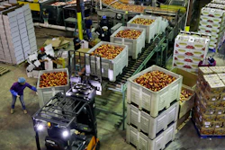 Workers load containers of nectarines at Eastern ProPak Farmers Cooperative in Glassboro, N.J., Aug. 27, 2013.