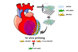 Schematic diagram of the underlying mechanism of in vivo priming of BM-MSCs with HGF-eMSC.