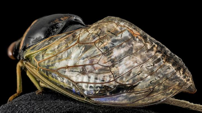 Cicada wing.