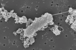 Electron microscopy image of biohybrid bacterial microswimmers.