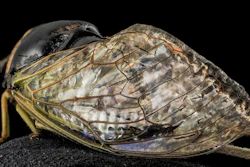 Cicada wing.