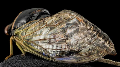 Cicada wing.
