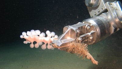 An ROV fitted with an arm for collecting marine samples.